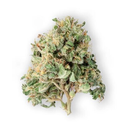 gmo cookies weed strain