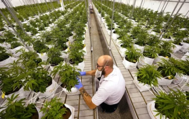 will australia legalize recreational weed