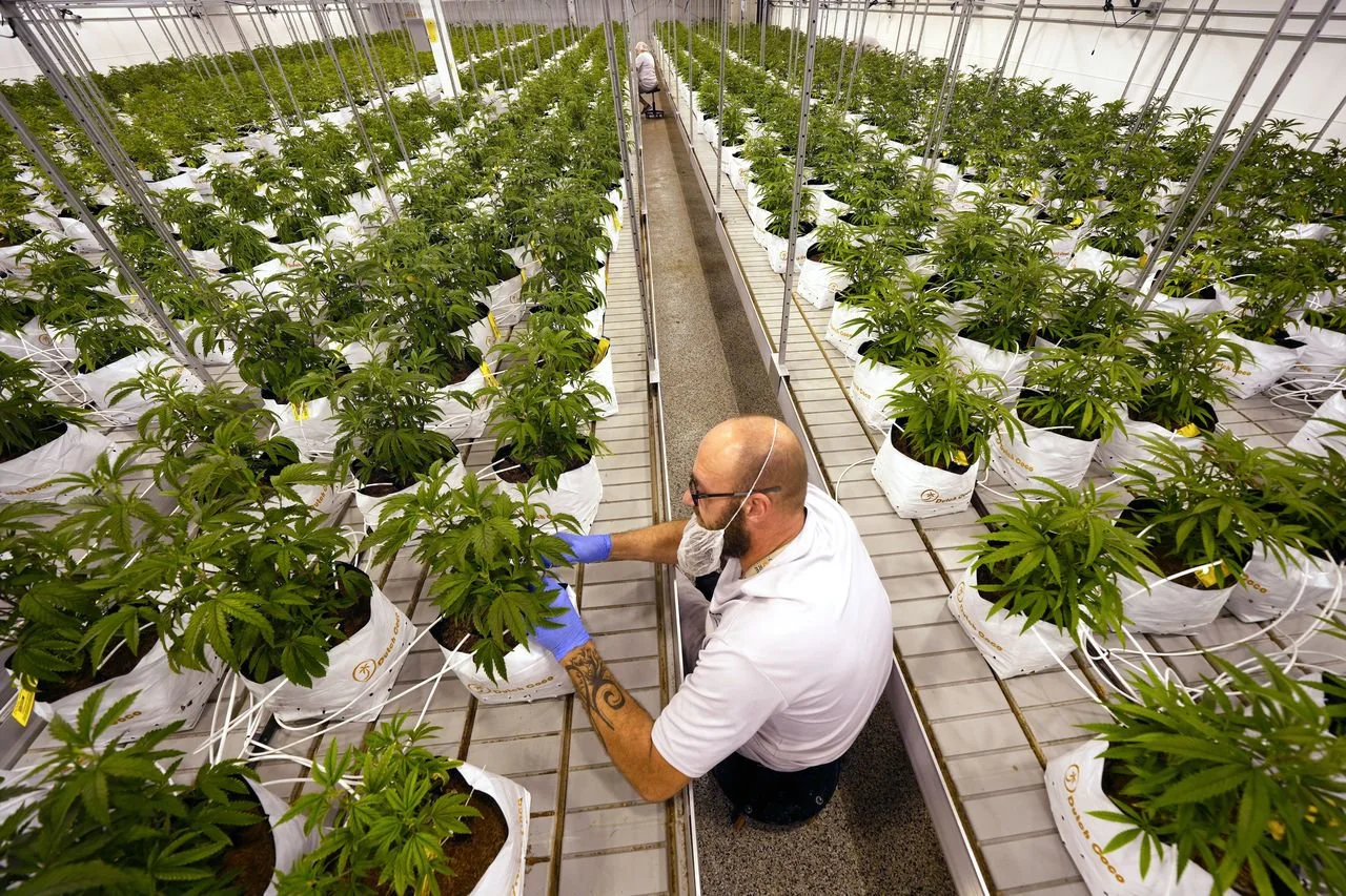 will australia legalize recreational weed